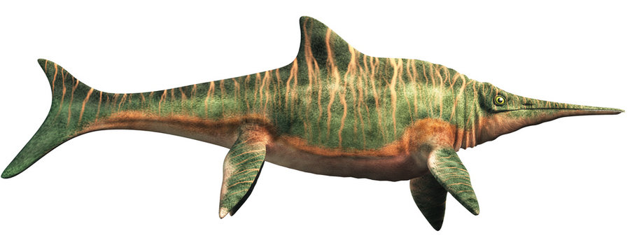 Shastasaurus, an ichthyosaur, and a type of shonisaurus was the largest marine reptile ever. It swam the seas of the Triassic  period. On white. 3D Rendering.