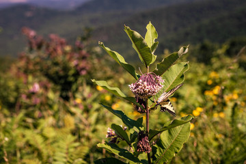 Butterfly collect a pollen from flowers in meadow at sunny summer day