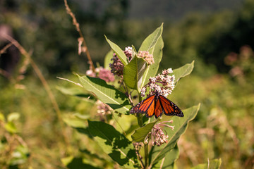 Butterfly collect a pollen from flowers in meadow at sunny summer day