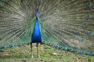 Obraz premium peacock with a loose tail close up