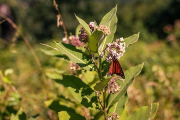 Butterfly collect a pollen from flowers in meadow at sunny summer day