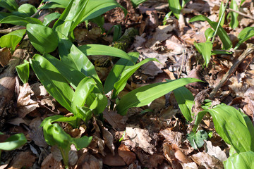 Close up of wild garlic in forest on dry leaves during spring sunny day. Ramsons or bear's garlic growing in forest in spring. Allium ursinum.