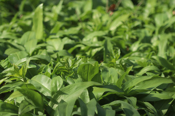 Wild garlic carpet in forest ready to harvest. Ramsons or bear's garlic growing in forest in spring. Allium ursinum.