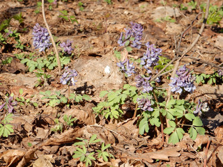 Tender spring lilac flowers of Corydalis on a blurry background