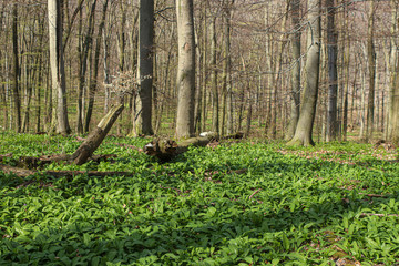 Wild garlic carpet in forest ready to harvest. Ramsons or bear's garlic growing in forest in spring. Allium ursinum.