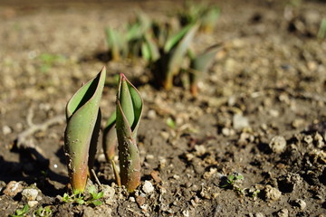 Small green sprouts of tulip flowers grow in the ground of a sunny garden in spring