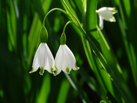 FLORES CAMPANILLAS DE OTO&Ntilde;O