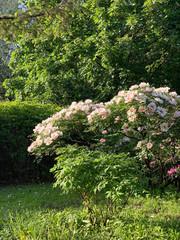 Bush of blooming bright pink tree-shaped Chinese peonies