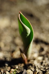 Little green sprout of tulip flower grow in the sunny garden.