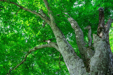 緑が生い茂るブナ林