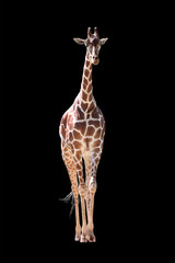 Giraffe Isolated on Black © shirell