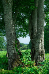 Fototapeta premium 夏の日差しを浴びるブナの木