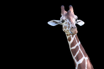 Headshot of Giraffe Isolated on Black