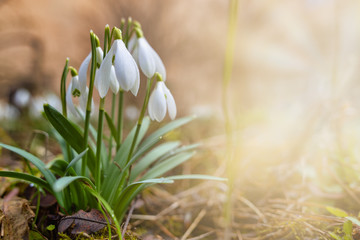 First springtime flowers during sunny spring day. Snowdrops with copy space. Mock up for text of environmental or nature related theme.