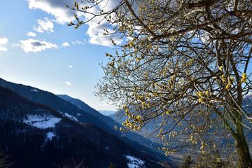 A goat willow blooming over the mountains © Fabiano