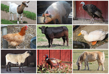 Animals Farm Collage