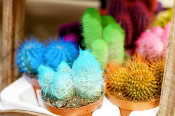 colored cacti in pots in a flower shop