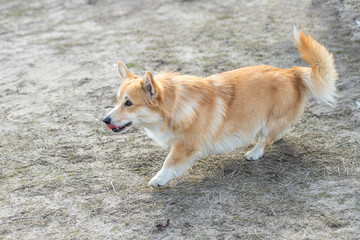 Corgi walks in the park.