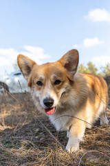 Corgi walks in a beautiful forest