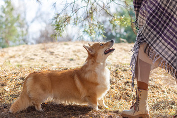 People walk with a dog in the park.