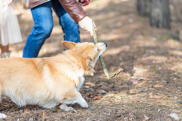 Walk or train the dog.