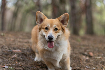 Walk with the dog in the park.