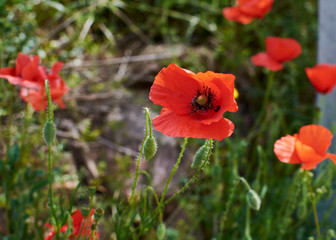 Red poppies looking at the warm spring