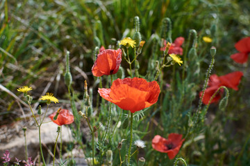 Red poppies looking at the warm spring