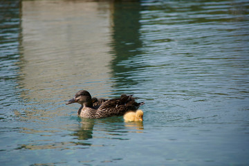 Mama duck and her ducklings swimming in the lake