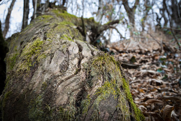 tree with moss on roots in a green forest or moss on tree trunk. Tree bark with green moss. Azerbaijan nature.