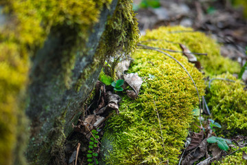 Close-up of freshness green moss growing covered on stone floor with water drops in the sunlight,