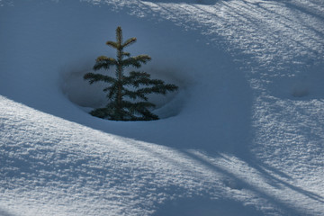baby spruce in snow