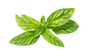 Fresh basil leaves on white background
