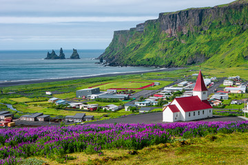 View of basalt stacks Reynisdrangar, black sand beach near Vik and violet lupine flowers and lonely...