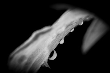 Gotas de agua sobre pétalo de flor blanca