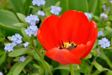 Fototapeta premium red tulips in the garden