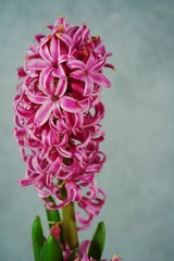 Pink Hyacinth Flower  still life, selective focus