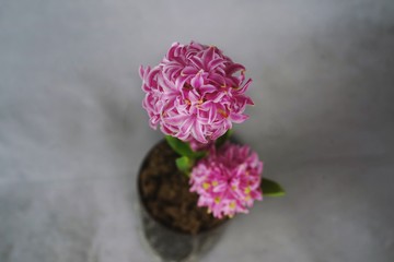 Pink Hyacinth Flower  still life, selective focus