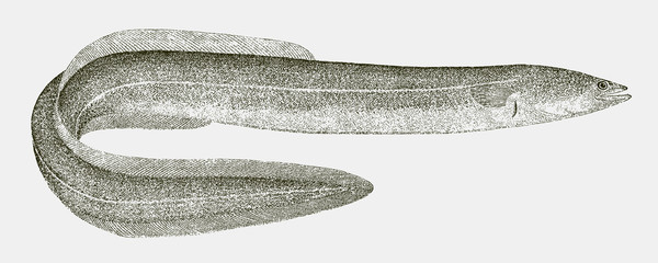 European eel anguilla, critically endangered fish from the Western Atlantic Ocean in side view