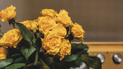 Yellow Roses on Stove