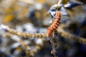 brown fluffy caterpillar on bokeh background