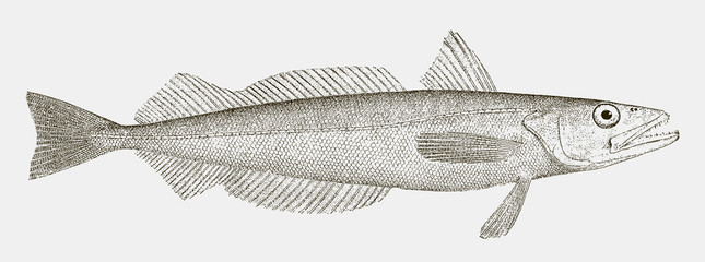 Silver hake merluccius bilinearis, marine fish from the Northwest Atlantic Ocean in side view