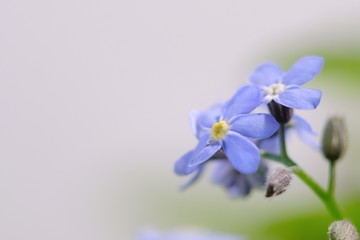 forget me not flower