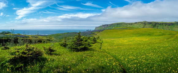 View of basalt stacks Reynisdrangar, black sand beach near Vik and green grass field with yellow margarita flowers, South Iceland, summer time