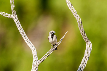 Black-throated Sparrow Amphispiza bilineata