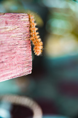 brown fluffy caterpillar on bokeh background
