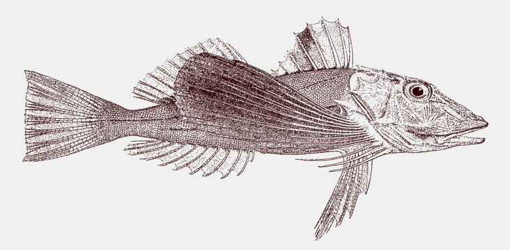 Striped searobin, prionotus evolans, a marine fish from the western atlantic: ocean in side view