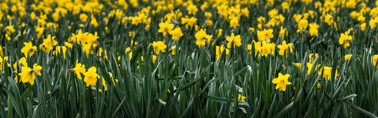 Fototapeta premium Field of bright yellow daffodils in full bloom, as a nature border