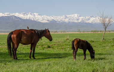 Horses graze in the vastness of Kazakhstan against the backdrop of mountains and snowy peaks