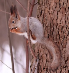 squirrel